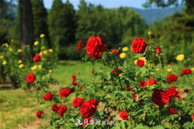 等你來！北京植物園10萬余株月季陸續(xù)進入花期(圖2)