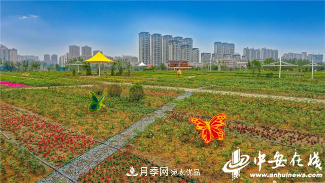 探訪(fǎng)第十屆中國(guó)月季展覽會(huì) 2000多種月季花月底綻放(圖1)
