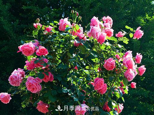 南陽月季批發(fā)基地冬季抽條應該怎么做？(圖1)