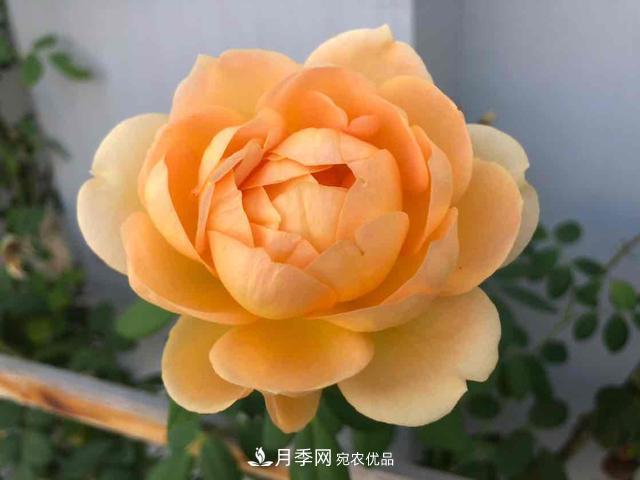 深秋月季姹紫紅 詩(shī)意齊魯芬芳景(圖1)