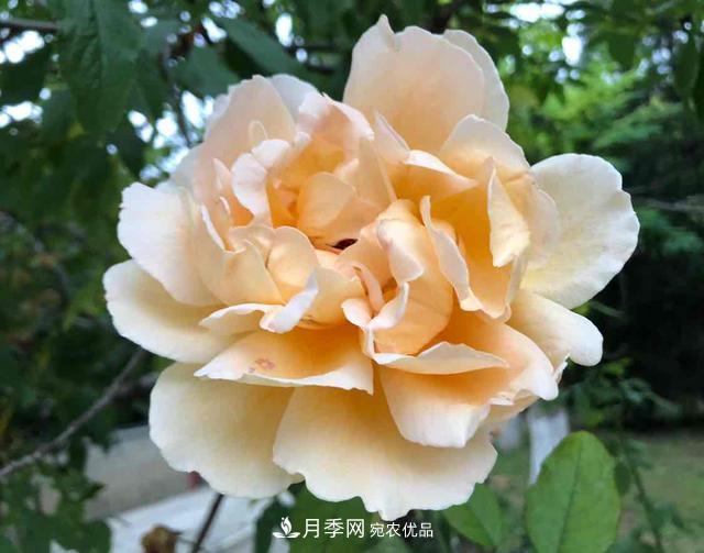 深秋月季姹紫紅 詩(shī)意齊魯芬芳景(圖2)