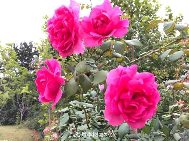 深秋月季姹紫紅 詩(shī)意齊魯芬芳景(圖4)