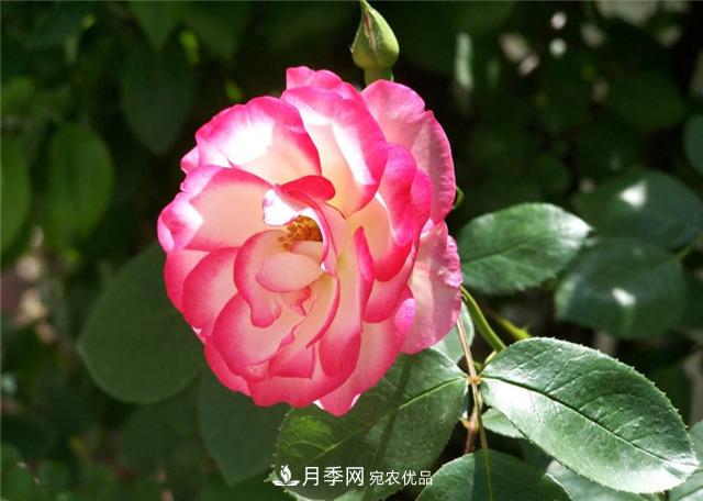 月季，月季，我的月季(圖1)