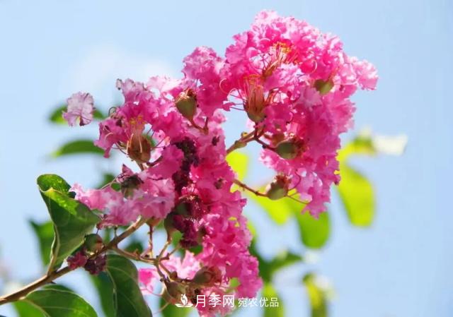 紫薇花木日常管理養(yǎng)護小妙招，型美葉綠花艷，誰看都羨慕(圖1)