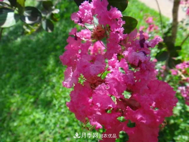 紫薇花木日常管理養(yǎng)護小妙招，型美葉綠花艷，誰看都羨慕(圖2)