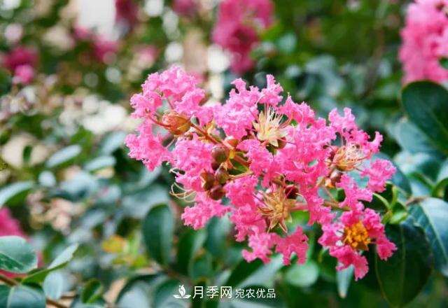 紫薇花木日常管理養(yǎng)護小妙招，型美葉綠花艷，誰看都羨慕(圖3)