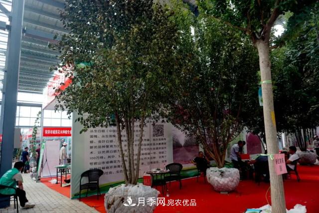 焦“綠”的苗木人，在山東昌邑園林花木會展上收獲了什么(圖4)