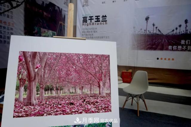 焦“綠”的苗木人，在山東昌邑園林花木會展上收獲了什么(圖2)