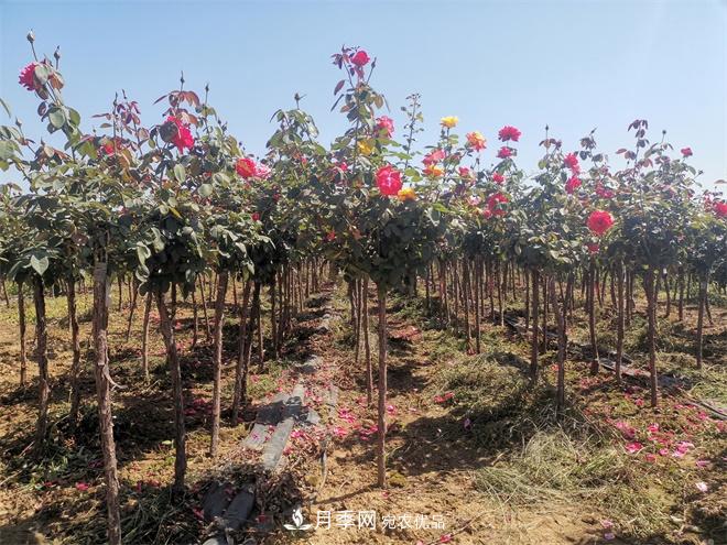 河北樹(shù)狀月季批發(fā)基地，品種月季產(chǎn)地直供價(jià)格表(圖1)