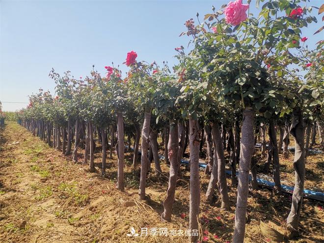 精品樹狀月季，月季樹，月季樹基地批發(fā)價(jià)格(圖3)