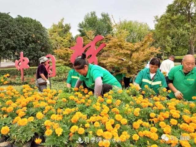 美！6萬盆景觀花卉扮靚鄭州鞏義城區(qū)(圖1)