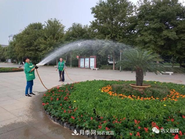 美！6萬盆景觀花卉扮靚鄭州鞏義城區(qū)(圖5)