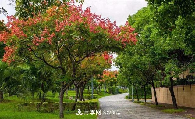 欒樹的日常種植養(yǎng)護，你做到位了嗎？(圖1)