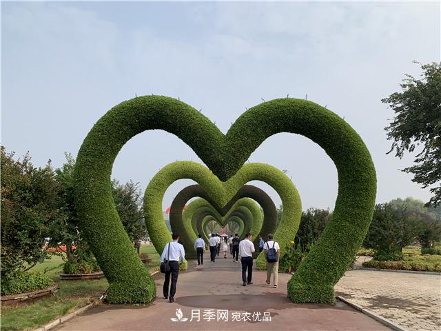 河南中原花木交易博覽會 鄢陵云上花博會帶您云賞花(圖2)