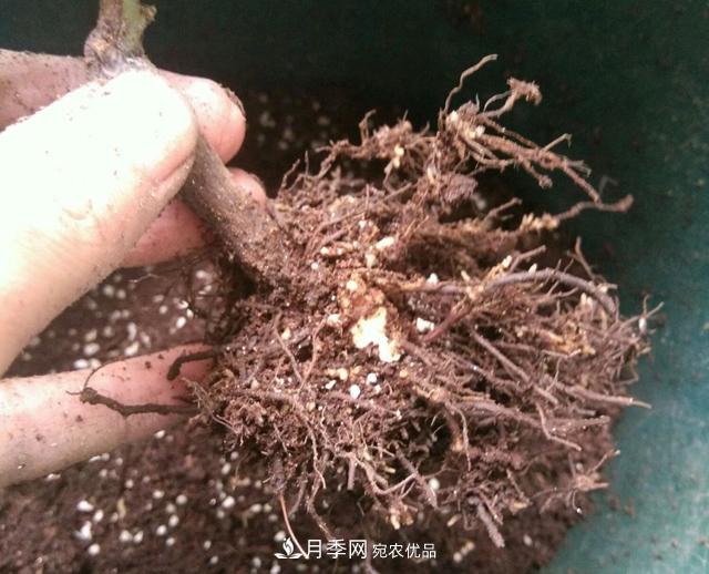 月季花的根系越養(yǎng)越差，難道是因為不會養(yǎng)？(圖1)