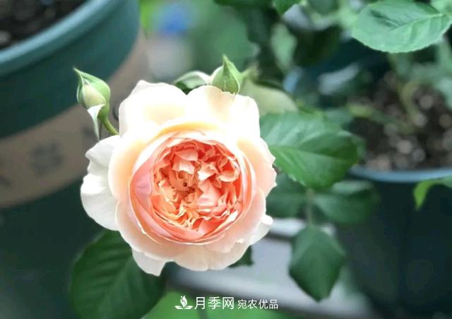 月季花的根系越養(yǎng)越差，難道是因為不會養(yǎng)？(圖2)