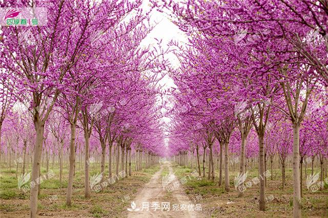 四季春1號(hào)，河南鄢陵巨紫荊樹為北方城市添彩(圖1)