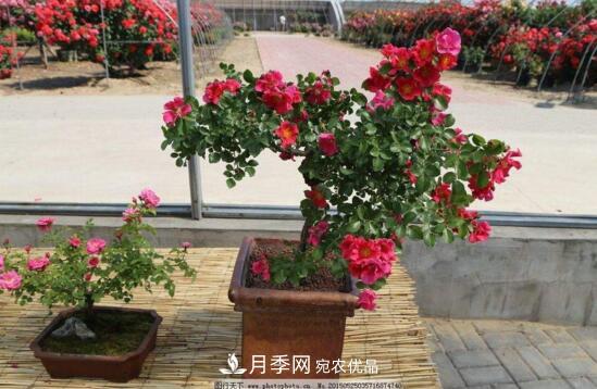 新買的月季花怎么盆栽，4個步驟養(yǎng)出嬌嫩美艷的月季花(圖3)