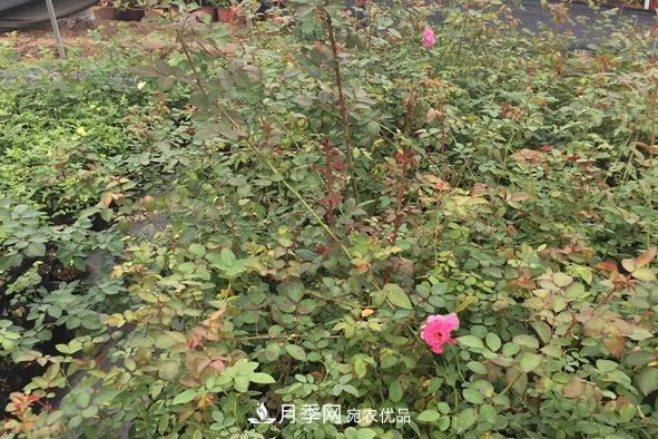 南陽月季小苗的價格是多少呢？(圖1)