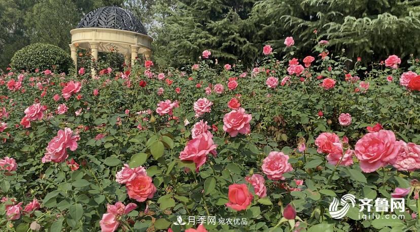 山東濟(jì)南網(wǎng)紅打卡地！帶您看姹紫嫣紅的月季花海(圖1)