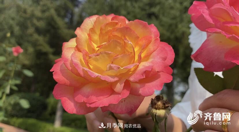 山東濟(jì)南網(wǎng)紅打卡地！帶您看姹紫嫣紅的月季花海(圖2)