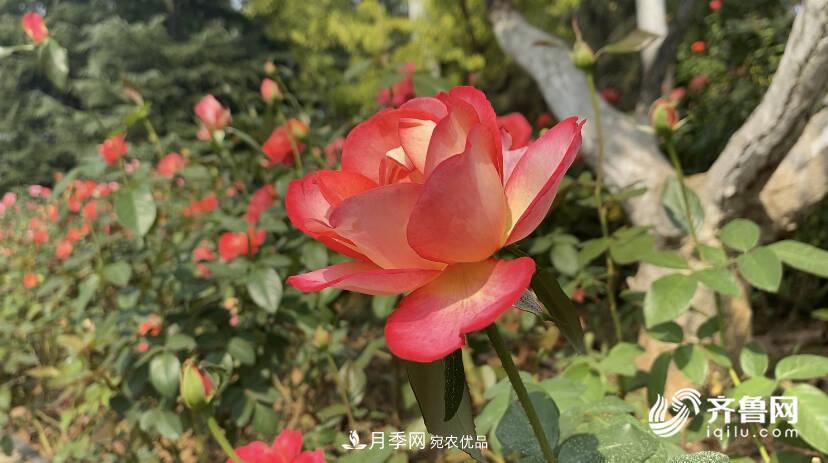山東濟(jì)南網(wǎng)紅打卡地！帶您看姹紫嫣紅的月季花海(圖4)