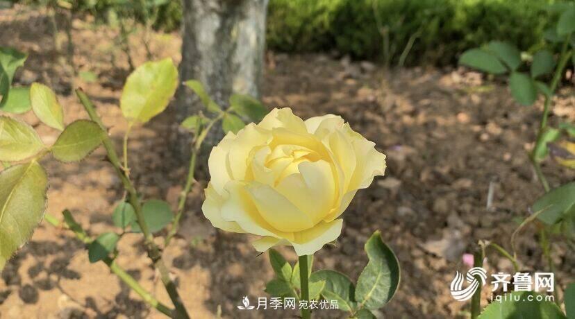山東濟(jì)南網(wǎng)紅打卡地！帶您看姹紫嫣紅的月季花海(圖5)