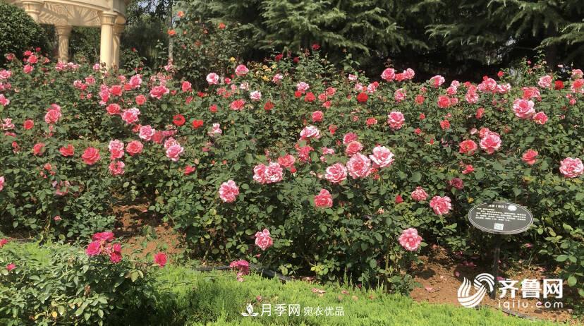 山東濟(jì)南網(wǎng)紅打卡地！帶您看姹紫嫣紅的月季花海(圖6)