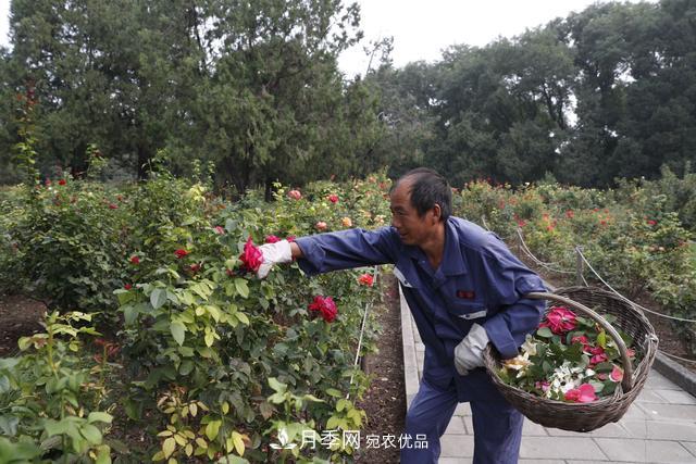 北京天壇公園國慶花壇亮相，萬株月季節(jié)日迎客(圖2)
