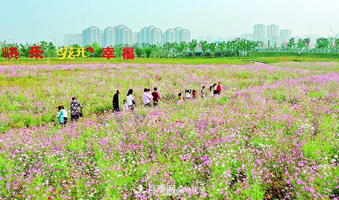 第十屆中國月季展覽會(huì)在安徽阜陽舉行(圖1)