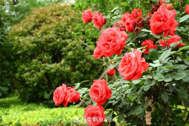 安徽阜陽(yáng)：百萬(wàn)株月季與您“約惠”金秋(圖1)