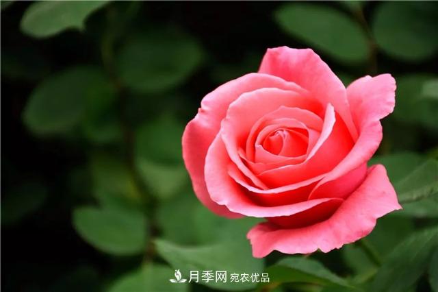 月季之都，陜西韓城市打造月季花海文化名城(相冊)(圖2)