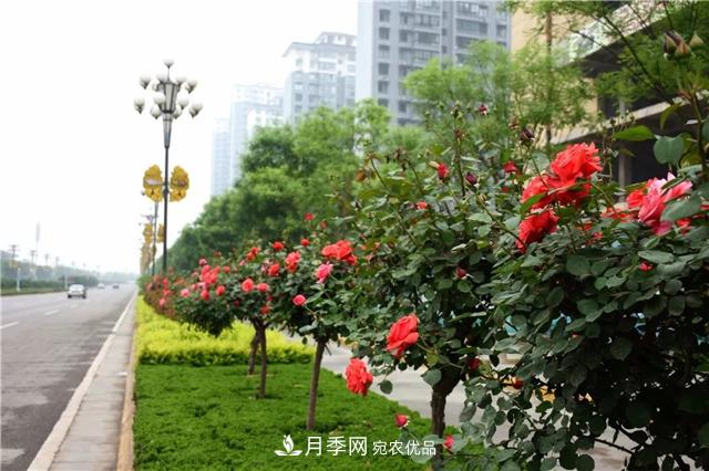 月季之都，陜西韓城市打造月季花海文化名城(相冊)(圖4)