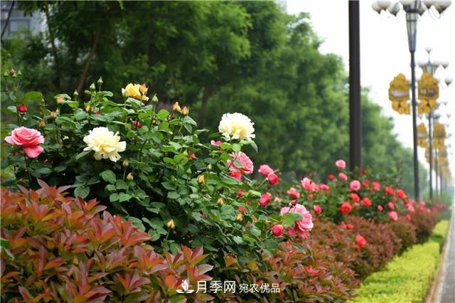 月季之都，陜西韓城市打造月季花海文化名城(相冊)(圖8)