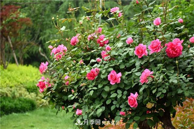 月季之都，陜西韓城市打造月季花海文化名城(相冊)(圖6)