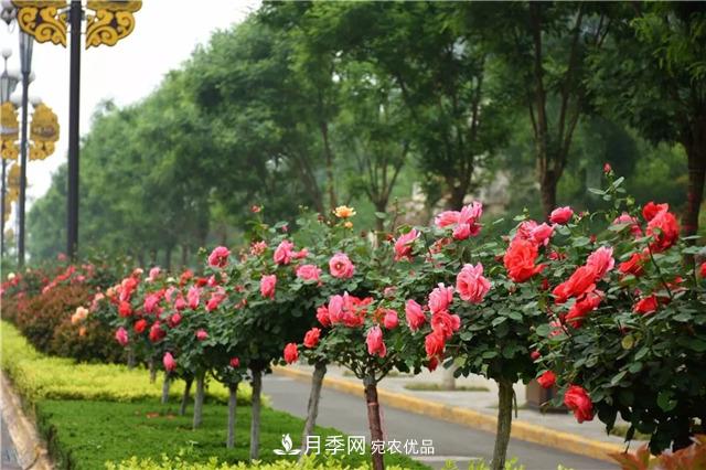 月季之都，陜西韓城市打造月季花海文化名城(相冊)(圖10)