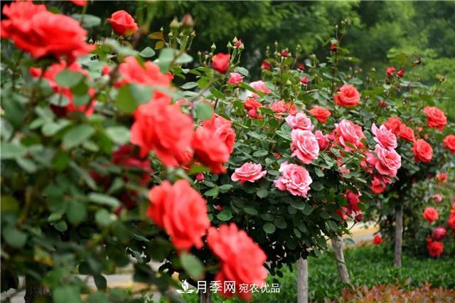 月季之都，陜西韓城市打造月季花海文化名城(相冊)(圖15)