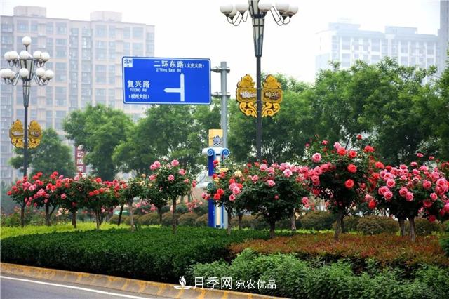 月季之都，陜西韓城市打造月季花海文化名城(相冊)(圖13)