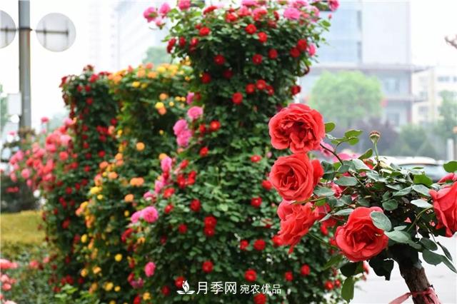 月季之都，陜西韓城市打造月季花海文化名城(相冊)(圖14)