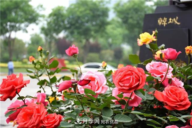 月季之都，陜西韓城市打造月季花海文化名城(相冊)(圖1)