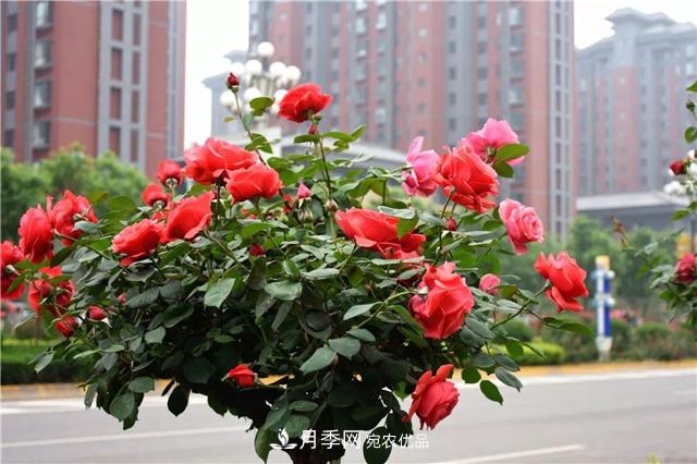 月季之都，陜西韓城市打造月季花海文化名城(相冊)(圖12)