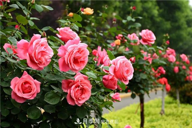 月季之都，陜西韓城市打造月季花海文化名城(相冊)(圖11)