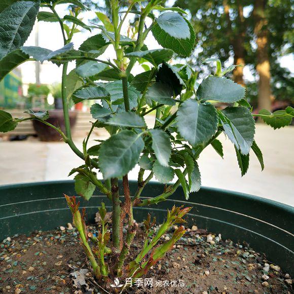 果汁陽(yáng)臺(tái)月季好養(yǎng)嗎，一年開(kāi)幾次花？(圖2)