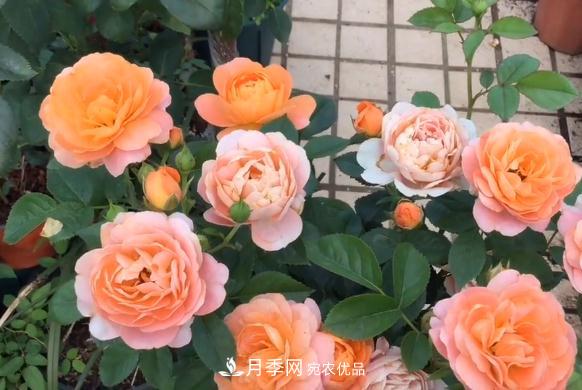 果汁陽(yáng)臺(tái)月季好養(yǎng)嗎，一年開(kāi)幾次花？(圖1)