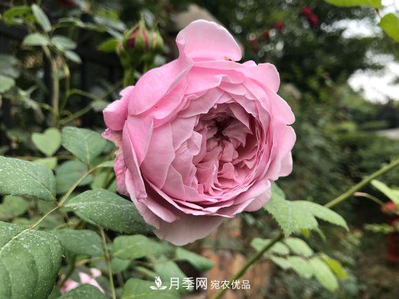 新買回來的月季小苗怎么處理？不要修剪(圖1)
