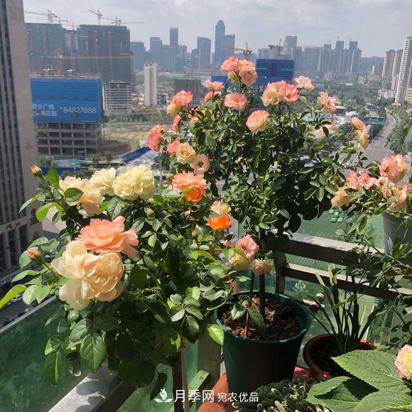 月季冬天放南陽臺好，還是北陽臺好(圖2)