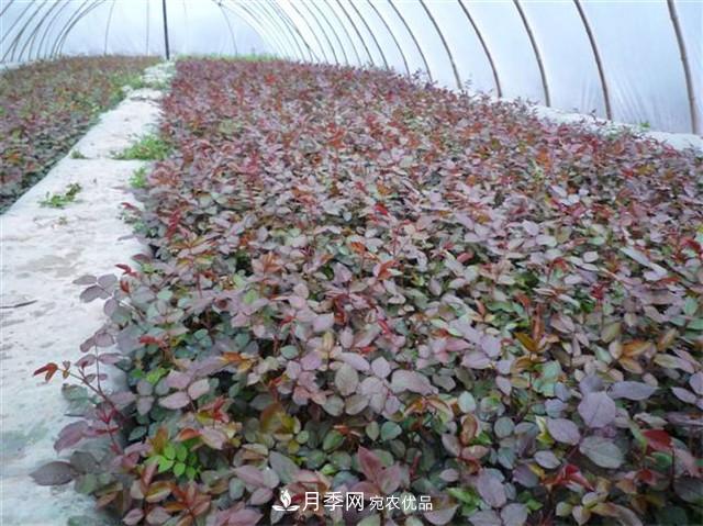 南陽(yáng)月季牙簽苗的養(yǎng)護(hù)方法(圖1)