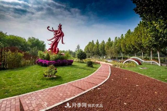 北京大興魏善莊月季小鎮(zhèn)千余種月季進(jìn)入盛花期，這個十一等您來(圖2)