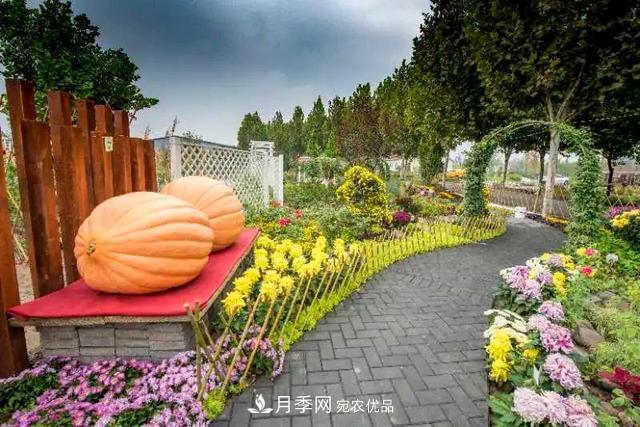 北京大興魏善莊月季小鎮(zhèn)千余種月季進(jìn)入盛花期，這個十一等您來(圖3)