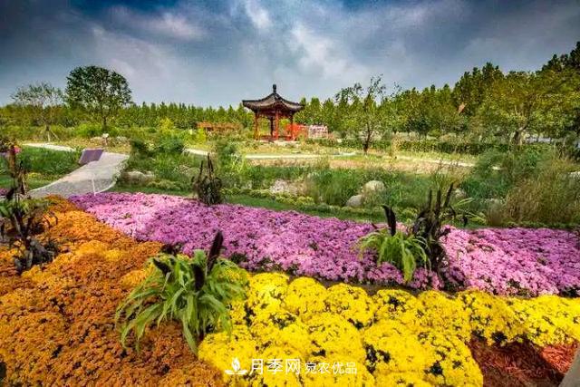 北京大興魏善莊月季小鎮(zhèn)千余種月季進(jìn)入盛花期，這個十一等您來(圖4)